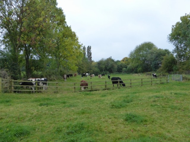 New Meadow being grazed October 2015