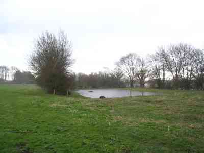 Flooding of new meadow