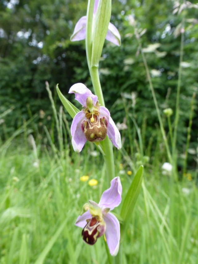 Bee orchid 3 (768x1024)